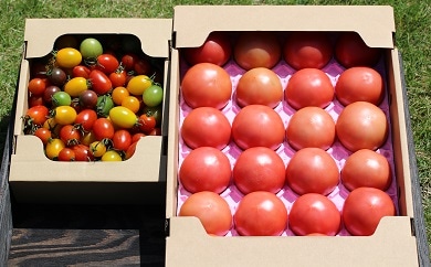 511 いわき産トマト詰合せボックス