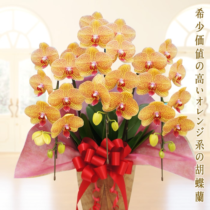 胡蝶蘭 シルクオレンジ 3本立ち 群馬県富岡市 Jre Pointが 貯まる 使える Jre Mall