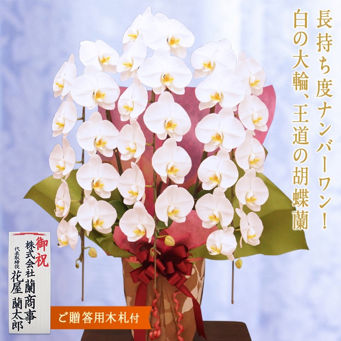 胡蝶蘭 白大輪 キング 3本立ち 木札付 群馬県富岡市 Jre Mallふるさと納税