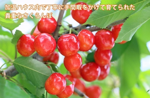 さくらんぼ ハウス栽培 佐藤錦または紅秀峰 約600g 長野県中野市 Jre Pointが 貯まる 使える Jre Mall