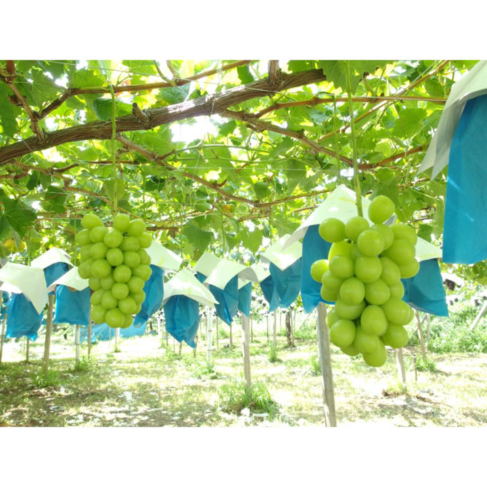 満月の夜に絞った白ぶどうジュース 葡萄のセミドライフルーツ 山梨県都留市 Jre Pointが 貯まる 使える Jre Mall