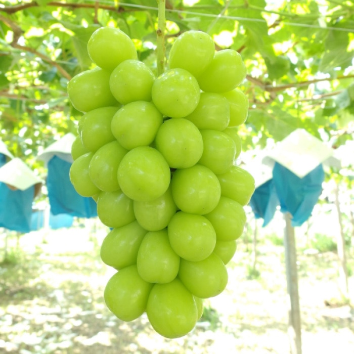 満月の夜に絞った白ぶどうジュース 葡萄のセミドライフルーツ 山梨県都留市 Jre Pointが 貯まる 使える Jre Mall