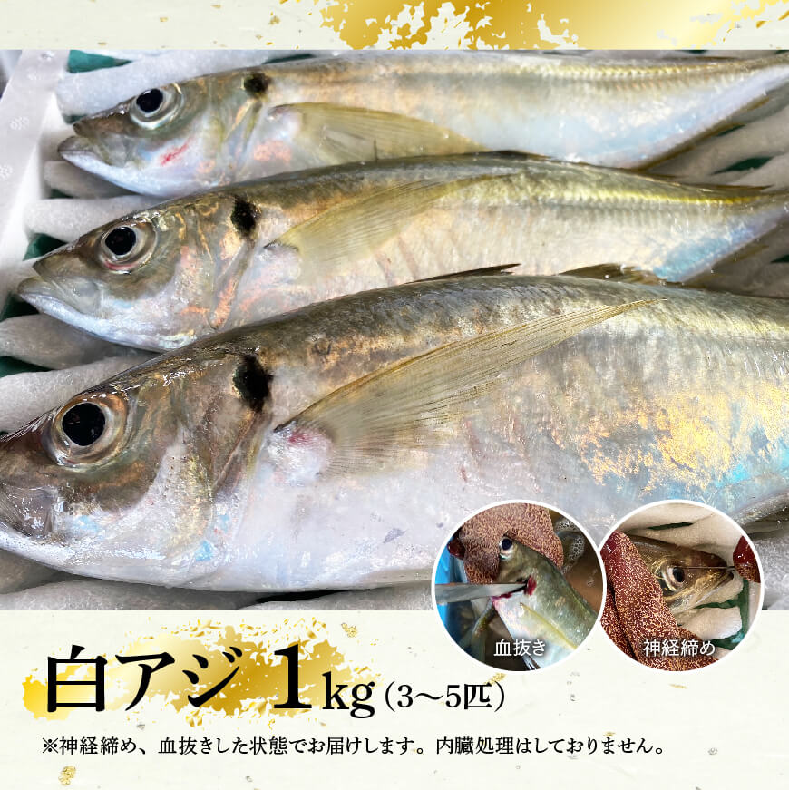 日向灘獲れ 活〆白アジ１kg 宮崎県川南町 Jre Pointが 貯まる 使える Jre Mall