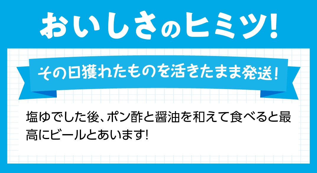 よだれミナ シマミクリ貝 シマアラレミクリ貝 宮崎県川南町 Jre Pointが 貯まる 使える Jre Mall