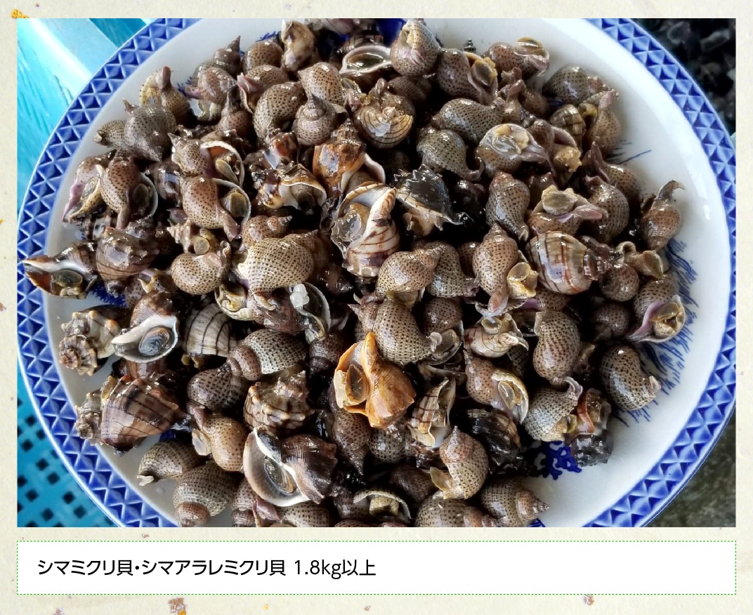 よだれミナ シマミクリ貝 シマアラレミクリ貝 宮崎県川南町 Jre Pointが 貯まる 使える Jre Mall