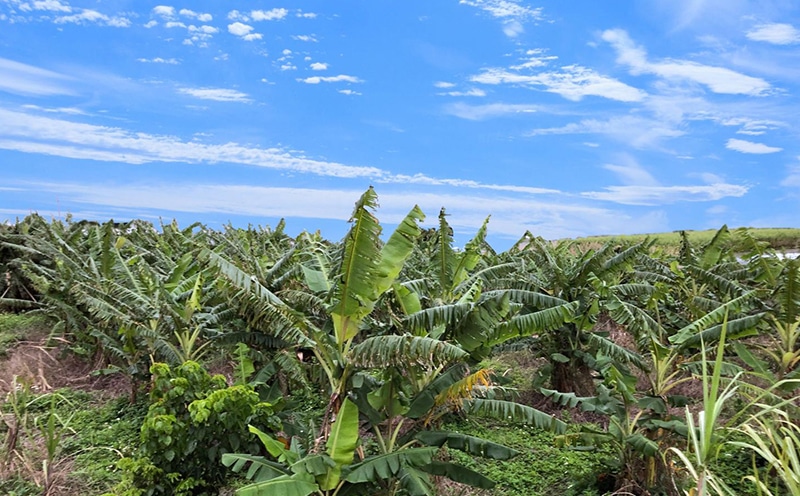 希少栽培種のばなな ぐしちゃん銀バナナ約2kg 沖縄県八重瀬町 Jre Pointが 貯まる 使える Jre Mall