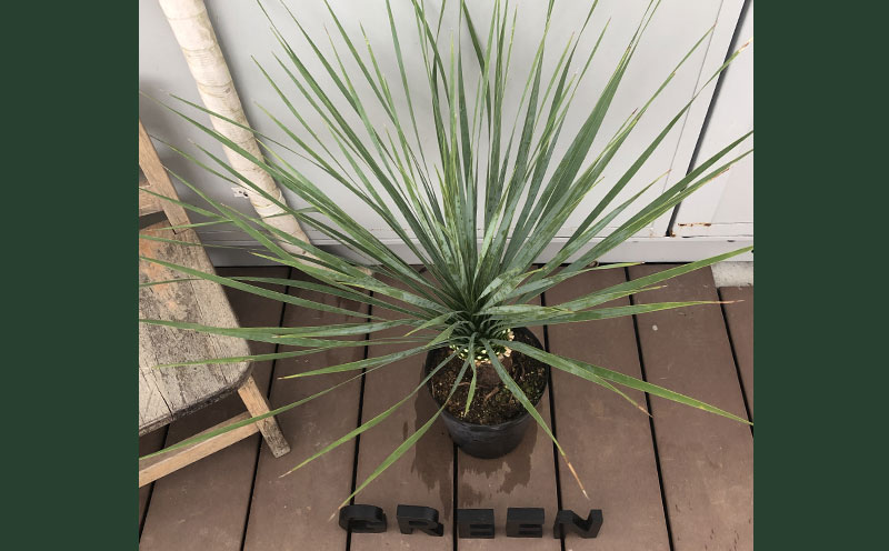 沖縄育ち 人気のユッカ ロストラータ６寸鉢 沖縄県八重瀬町 Jre Pointが 貯まる 使える Jre Mall