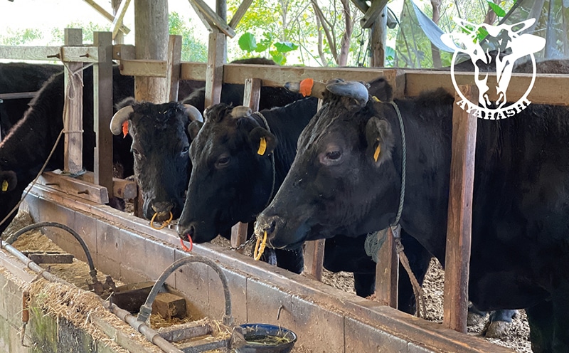 沖縄県産黒毛和牛 あやはし牛 お任せスライスセット500g 沖縄県うるま市 Jre Pointが 貯まる 使える Jre Mall 沖縄県産黒毛和牛 あやはし牛 お任せスライスセット500g 沖縄県うるま市 Jre Pointが 貯まる 使える Jre Mall
