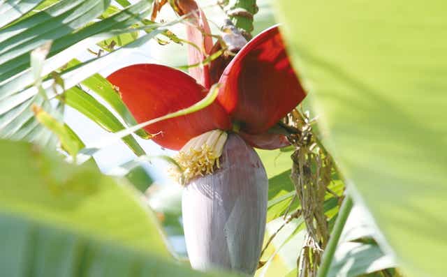 芭蕉布 カジュアルバッグ 芭蕉布こもれび工房 沖縄県うるま市 Jre Pointが 貯まる 使える Jre Mall