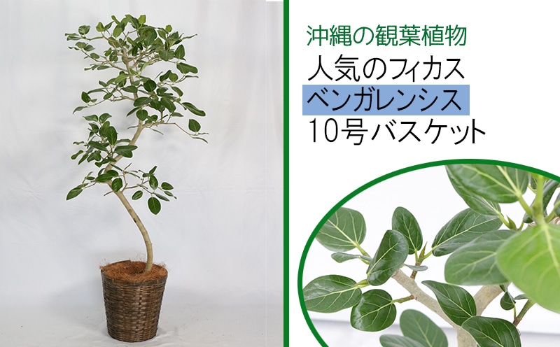 沖縄の観葉植物 人気のフィカス ベンガレンシス 10号 バスケット A1030 沖縄県うるま市 Jre Pointが 貯まる 使える Jre Mall