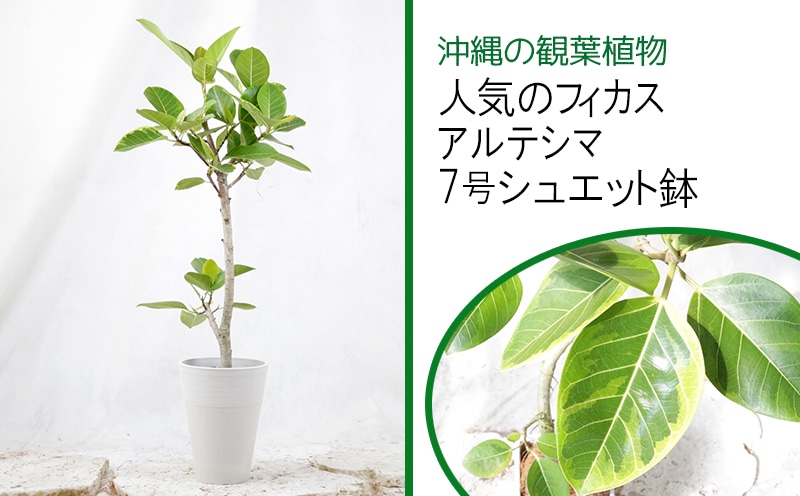 沖縄の観葉植物[人気のフィカス]アルテシマ 7号シュエット鉢