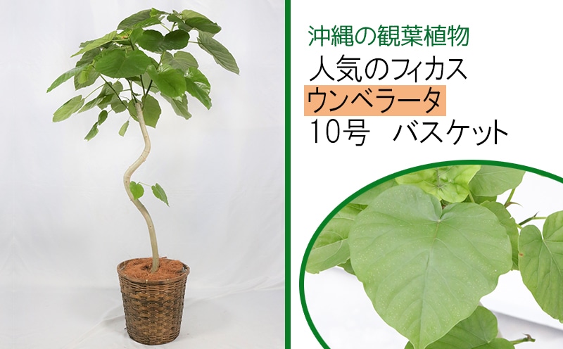 沖縄の観葉植物[人気のフィカス]ウンベラータ 10号 バスケット
