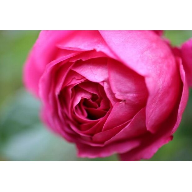 【Apple Roses】バラ苗『マイスタージンガー』新苗育成苗6号ポット植え