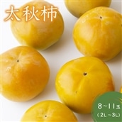 江藤農園 太秋柿 (2L〜3L) 8〜11玉