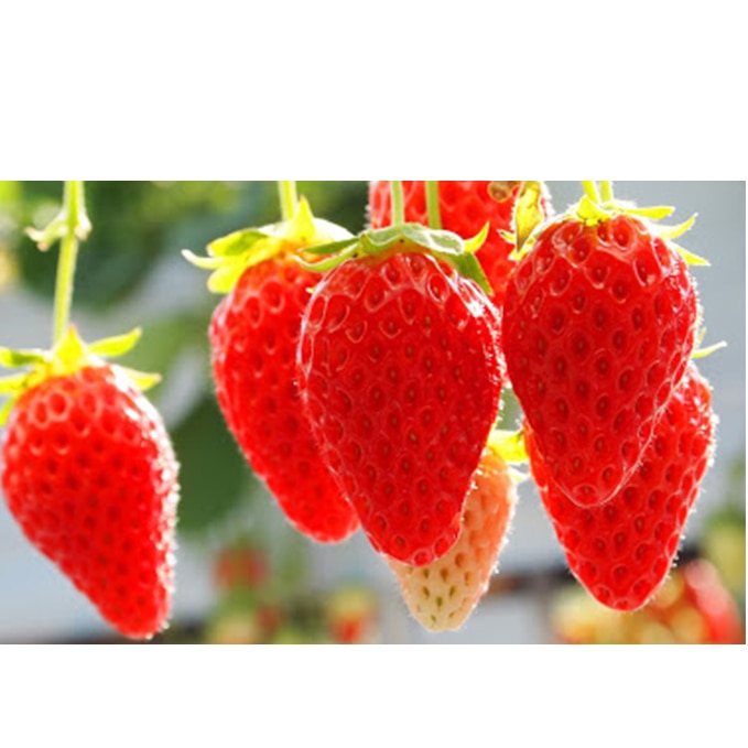 ストロベリーノ下田いちご狩り券1名様 スタンダードプラン 愛知県日進市 Jre Pointが 貯まる 使える Jre Mall