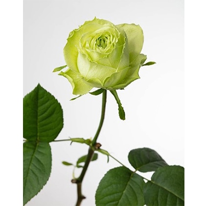 一輪で絵になるバラartrose アソート4種類12本のブーケ 静岡県菊川市 Jre Pointが 貯まる 使える Jre Mall