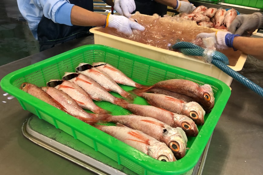 のどぐろ 大サイズ 0 250g 4尾 煮付け 塩焼き用 長崎県島原市 Jre Pointが 貯まる 使える Jre Mall