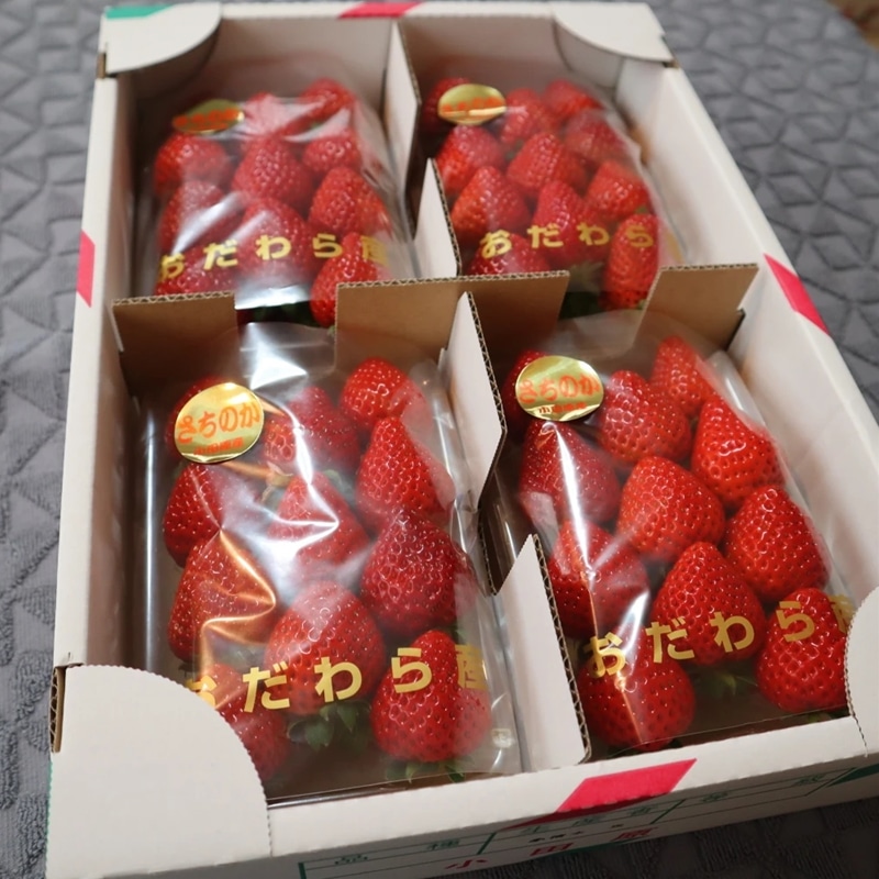 小清水農園の完熟イチゴ　さちのか　希少いちご　神奈川県産　苺　４パック入り＜出荷開始：2022年12月20日〜2023年4月20日まで＞