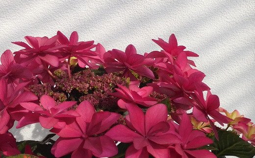 0077 紫陽花 ダンスパーティーハッピー 鉢植え ５号鉢 ピンク 埼玉県本庄市 Jre Pointが 貯まる 使える Jre Mall