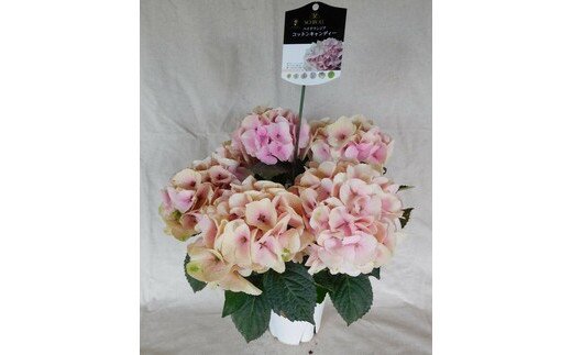 0073 紫陽花 コットンキャンディ 鉢植え 5号鉢 ピンク 埼玉県本庄市 Jre Pointが 貯まる 使える Jre Mall 0073 紫陽花 コットンキャンディ 鉢植え 5号鉢 ピンク 埼玉県本庄市 Jre Pointが 貯まる 使える Jre Mall