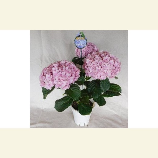 0072 紫陽花 てまりてまり 鉢植え 5号鉢 ピンク 埼玉県本庄市 Jre Pointが 貯まる 使える Jre Mall 0072 紫陽花 てまりてまり 鉢植え 5号鉢 ピンク 埼玉県本庄市 Jre Pointが 貯まる 使える Jre Mall