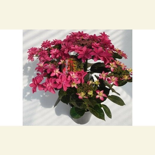 0077 紫陽花 ダンスパーティーハッピー 鉢植え ５号鉢 ピンク 埼玉県本庄市 Jre Pointが 貯まる 使える Jre Mall