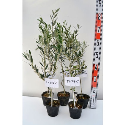 ハーブショップyou 樹 オリーブの苗セット 4号鉢 5本 山梨県昭和町 Jre Pointが 貯まる 使える Jre Mall