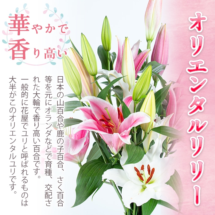 オリエンタルリリー ユリ 旬のミックス ６本 Miyaji 3331 鹿児島県長島町 Jre Pointが 貯まる 使える Jre Mall