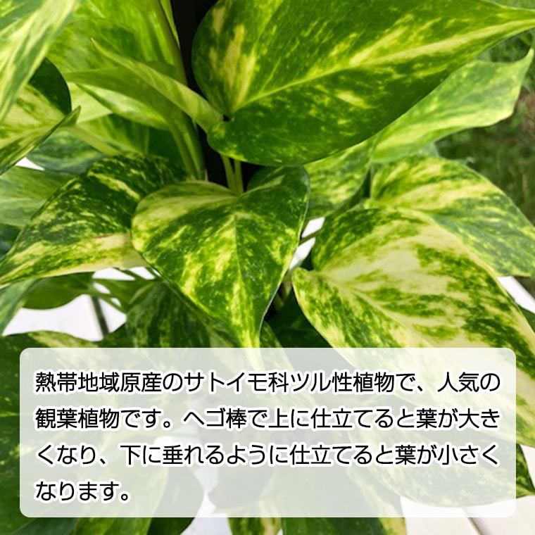 ポトス 1鉢 ヘゴ仕立て 観葉植物 ガーデニング 植物 鉢 茨城県牛久市 Jre Mallふるさと納税