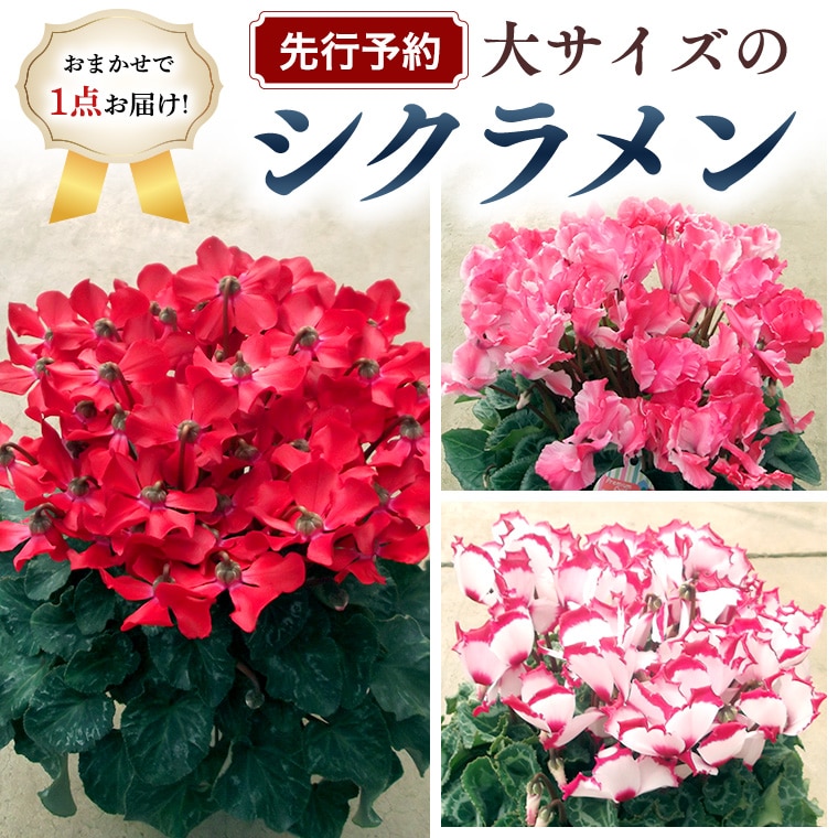 先行予約 シクラメン 大サイズ おまかせ1点 ガーデニング 花 はな フラワー 鉢 鉢植え 茨城県牛久市 Jre Mallふるさと納税