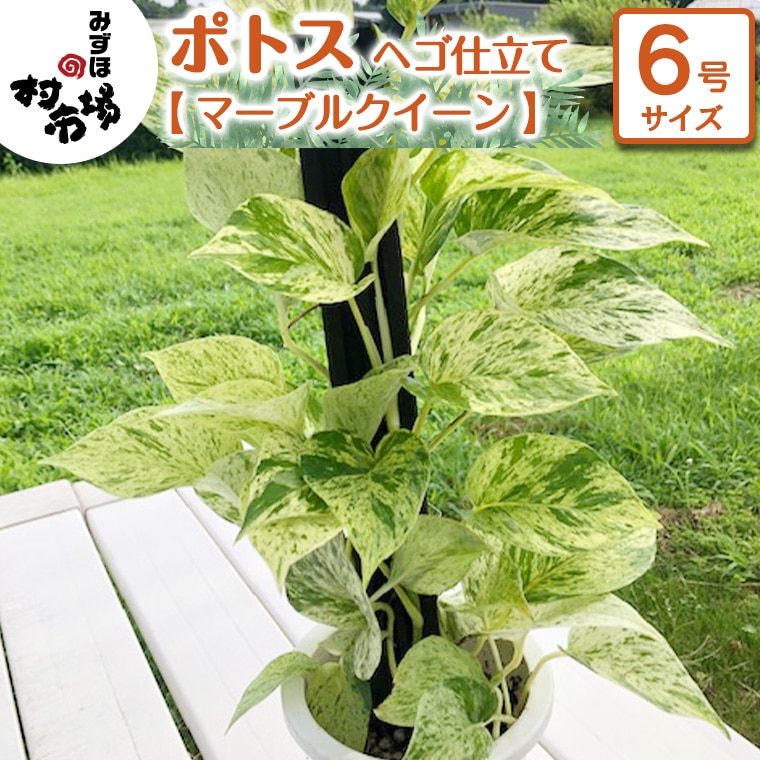 ポトス 1鉢 ヘゴ仕立て マーブルクイーン 観葉植物 ガーデニング 植物 鉢 茨城県牛久市 Jre Mallふるさと納税