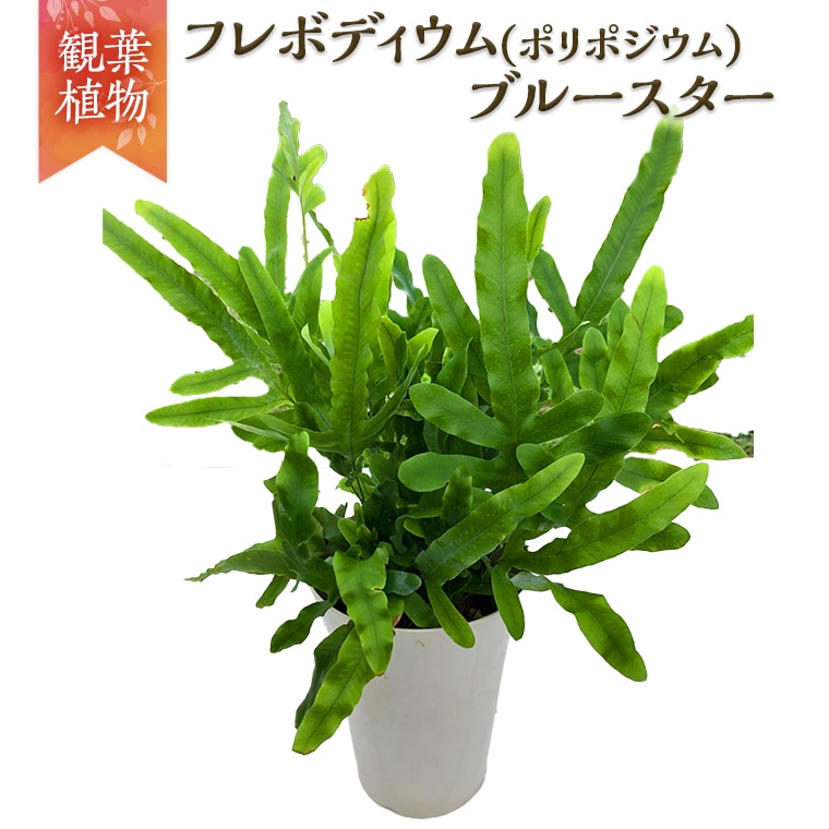【 観葉植物 】 フレボディウム ( ポリポジウム ) ブルースター 1鉢 ガーデニング 植物 花 鉢 緑
