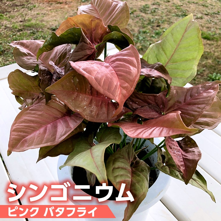 【 観葉植物 】 シンゴニウム ・ ピンク バタフライ 1鉢 シンゴニューム ガーデニング 室内 植物 花 鉢 緑