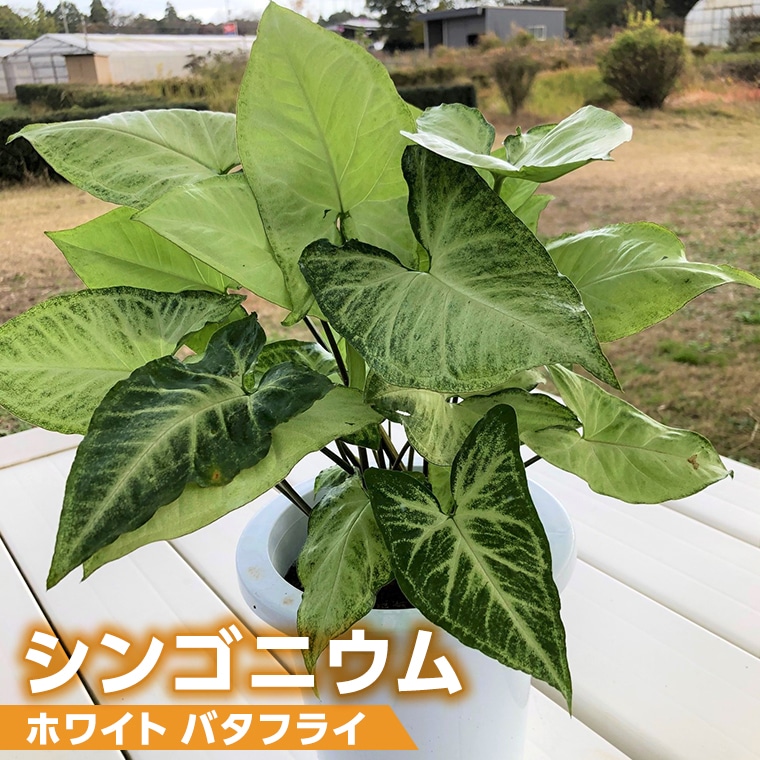 【 観葉植物 】 シンゴニウム ・ ホワイト バタフライ 1鉢 シンゴニューム ガーデニング 室内 植物 花 鉢 緑