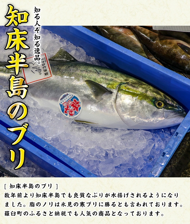 北海道知床羅臼産 海の味覚贅沢 5 種セット 開きほっけ イカ一夜干し 冷凍ほたて ブリ刺身柵 正油いくら 魚 海産物 魚介 魚介類 F21m 621 北海道羅臼町 Jre Mallふるさと納税