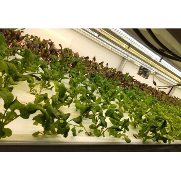 洗わずに食べられる たむらの愛され野菜 ミックスリーフセット 10個 群馬県東吾妻町 Jre Mallふるさと納税