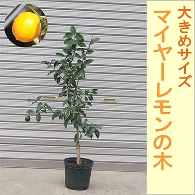 実付きレモンの樹 マイヤー高さ1.2m 接木大株 実付き 7号鉢物