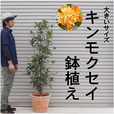 大きいサイズ キンモクセイ鉢植え テラコッタ鉢 直径約40cm 福岡県朝倉市 Jre Mallふるさと納税