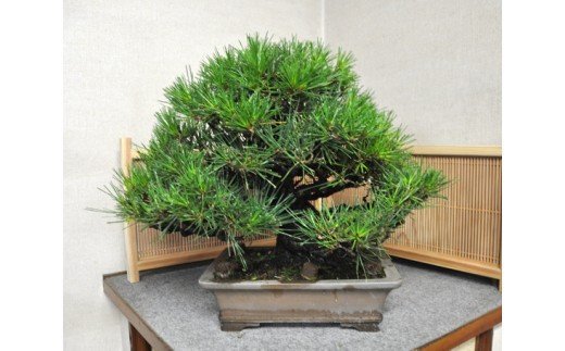 【大特価】樹齢20年！！No.38 黒松　盆栽