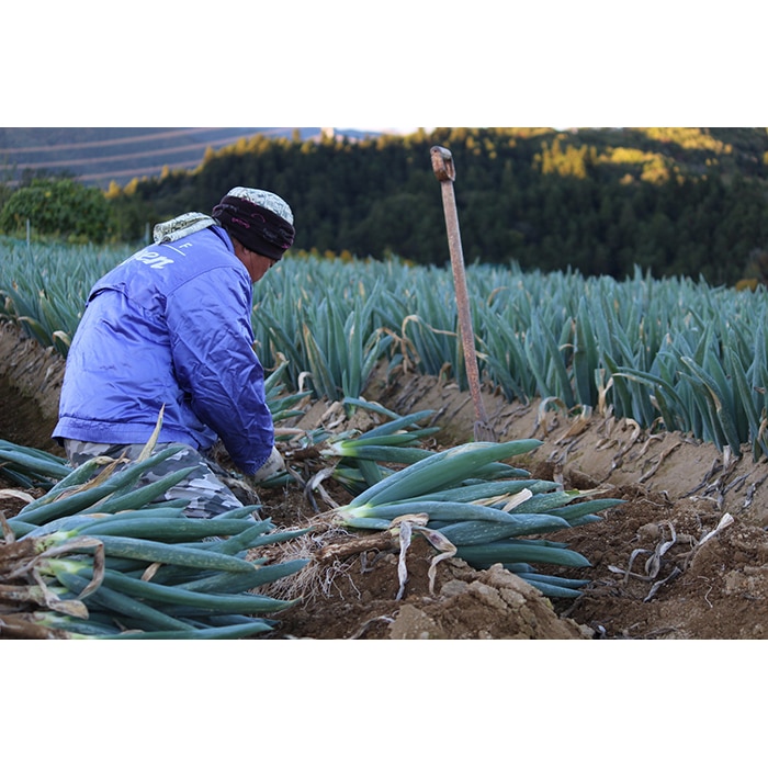 別名 殿様ねぎ 大澤農園の下仁田葱 Ll 15本 F21k 021 群馬県下仁田町 Jre Mallふるさと納税