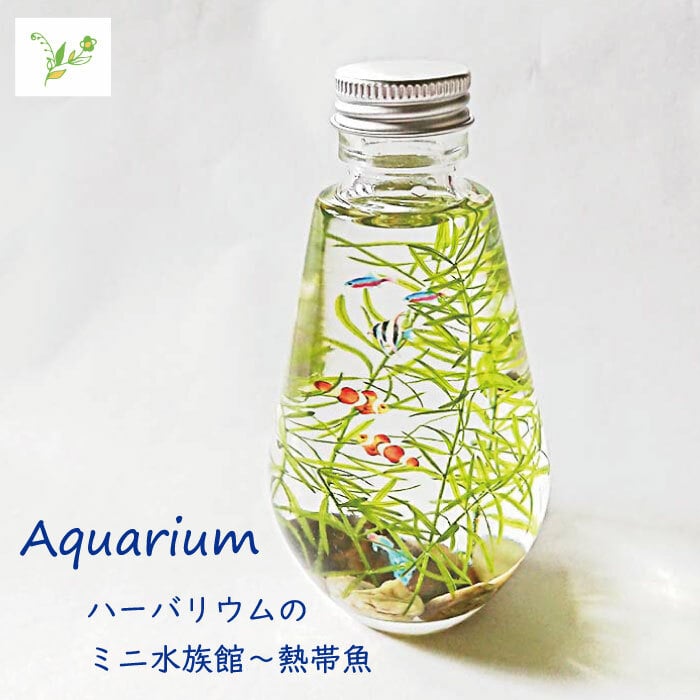 Fh010 Aquarium 熱帯魚 フラワーアレンジメント ハーバリウム 12月28日ご寄附完了まで年内発送 お歳暮 お年賀 演奏会 発表会 インテリア プレゼント ギフト 23 誕生日 オブジェ 手土産 佐賀県みやき町 Jre Mallふるさと納税
