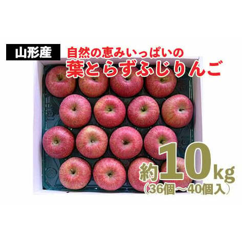 FY22-029 自然の恵みいっぱいの葉とらずふじりんご 約10kg(36個〜40個)
