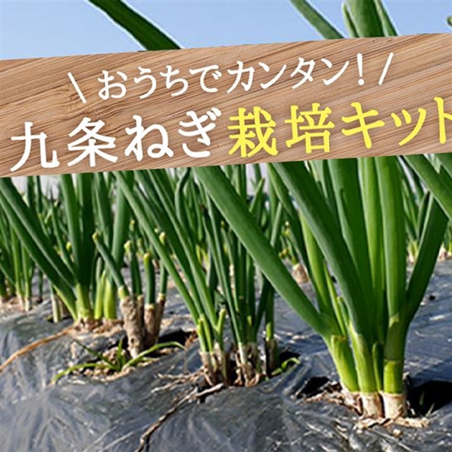 こと京都 自宅で つくれる 食べられる 九条ねぎ栽培キット 京都府京都市 Jre Mallふるさと納税