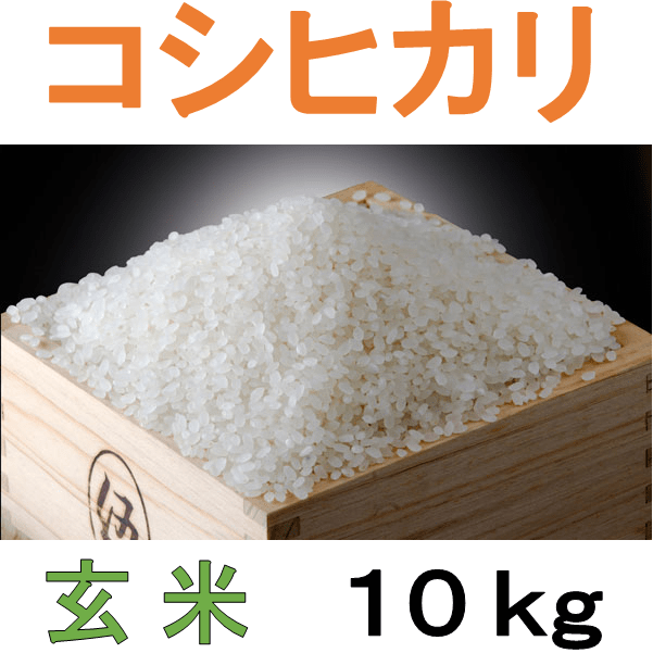 NO520 四街道産 コシヒカリ 10kg 玄米 / お米 こしひかり
