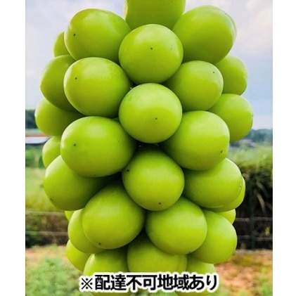 シャインマスカット 約5kg 5〜10房 丘の上のぶどう畑 岡山県産 葡萄 ぶどう 果物 フルーツ 2023年 先行予約