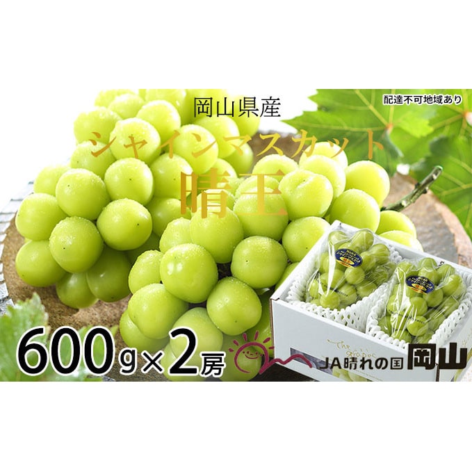 シャインマスカット 晴王 約600g×2房  岡山県産 葡萄 ぶどう 果物 フルーツ 2023年 先行予約