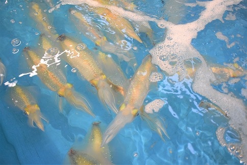 これは食べなイカん お刺身アオリイカ300g 50g 6p D0062 福岡県福津市 Jre Mallふるさと納税 これは食べなイカん お刺身アオリイカ300g 50g 6p D0062 福岡県福津市 Jre Mallふるさと納税