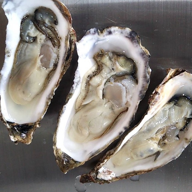 北海道 知内産牡蠣 加熱用 ５００ｇ 送料無料 年末年始グルメ お取り寄せきっぷ Jre Mall