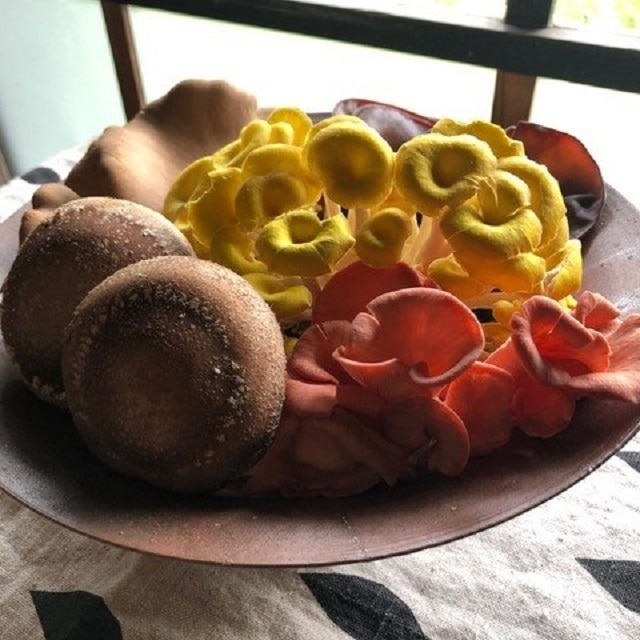 山梨県北杜市白州町産 農場直送 季節のきのこ盛り合わせbセット 送料込 お取り寄せきっぷ Jre Pointが 貯まる 使える Jre Mall