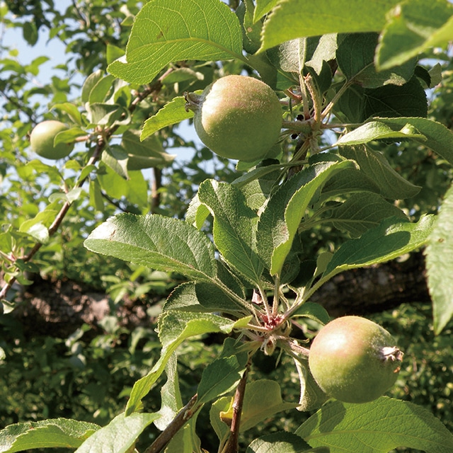 在庫限り りんご物語 ウォッシングフォーム 洗顔料 暮らしなでしこ Jre Pointが 貯まる 使える Jre Mall